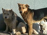 В столице Бурятии  отловили и застрелили более 4,5 тысяч бродячих собак 