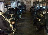 По мнению производителей молока, впервые за все постсоветское время конъюнктура на рынке позволяет обеспечивать рентабельность молочного животноводства