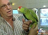 Вежливый попугай сдал хозяину грабителя: преступнику это стоило жизни