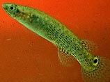 Рыбка длиной два дюйма обычно селится в мутных водоемах и затопленных норах крабов в мангровых болотах Флориды, Латинской Америки и Карибского бассейна