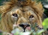 Во Франции лев загрыз сотрудника зоопарка - уже второго за свою жизнь