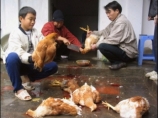 В Индонезии умерла 203-я жертва птичьего гриппа
