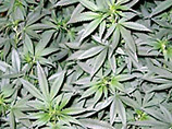 Губернатор Калифорнии Шварценеггер объявил, что марихуана не наркотик, а просто листья