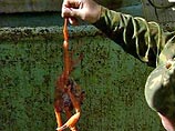 При осмотре судна, оборудованного для добычи и транспортировки живых крабов, обнаружены остатки разделанных крабов. Установлено, что разрешений на ведение промысла "Аделаид" не имеет При осмотре судна, оборудованного для добычи и транспортировки живых крабов, обнаружены остатки разделанных крабов. Установлено, что разрешений на ведение промысла "Аделаид" не имеет
