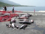 Массовое самоубийство дельфинов у берегов южного Ирана. Ученые бьют тревогу 