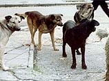 Жителям домов на Юго-Западе Москвы не дает покоя стая бродячих собак Жителям домов на Юго-Западе Москвы не дает покоя стая бродячих собак