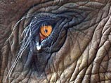 Слон получил большую дозу ЛСД, дабы выяснить, вызовет ли это у него временное помрачение сознания. Вывод: для слонов ЛСД смертелен.