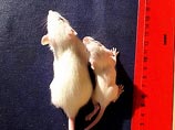 По словам Хенсона, изменения в физических возможностях и поведении модифицированных мышей стали для ученых полной неожиданностью