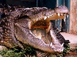 В Австралии злобного крокодила посадили в тюрьму