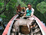 В бразильских джунглях найден неизвестный вид дикой свиньи - она крупна и моногамна