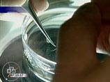Российский ученый впервые клонировал взрослую обезьяну: на очереди человек Российский ученый впервые клонировал взрослую обезьяну: на очереди человек