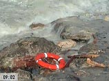 Из-за разливов мазута в Азово-Черноморском районе начали гибнуть птицы Из-за разливов мазута в Азово-Черноморском районе начали гибнуть птицы