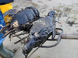 Катастрофа в Черном море будет стоить четыре миллиарда рублей и десяти лет Катастрофа в Черном море будет стоить четыре миллиарда рублей и десяти лет