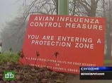 Обнаруженный в Англии птичий грипп оказался смертельным для человека Обнаруженный в Англии птичий грипп оказался смертельным для человека