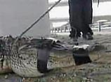 В США аллигатор опередил полицейских, утянув вора на дно