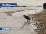 Маршрутное обследование косы Тузла показало, что вся прибрежная ее часть со стороны Черного моря загрязнена мазутом