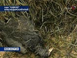 Содержание нефти в Керченском проливе в 50 раз выше допустимого Содержание нефти в Керченском проливе в 50 раз выше допустимого