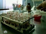 В Архангельске выявлен очаг заражения голубей псевдочумой, которая может передаваться человеку В Архангельске выявлен очаг заражения голубей псевдочумой, которая может передаваться человеку
