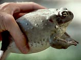 В США полиция не разрешила молодому человеку лизать галлюциногенную жабу 