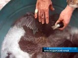Ущерб от катастрофы в Керченском проливе - 304 млрд рублей Ущерб от катастрофы в Керченском проливе - 304 млрд рублей