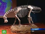 Первые кости нигерзавра были найдены еще в 1950-х годах