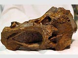 Во время изучения останков динозавров в британском Музее естественной истории аспирант понял, что одна из костей не похожа на все остальные.   