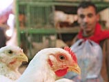 В Саудовской Аравии и Йемене зафиксированы случаи птичьего гриппа