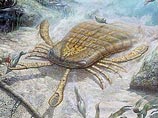 Ученые нашли останки морского скорпиона, который был "крупнее человека" 