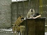 В Нижегородской области стая бродячих собак загрызла девушку насмерть