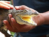 Крокодил по кличке Годзилла, полгода назад сбежавший из цирка и все это время разыскиваемый МЧС, наконец пойман