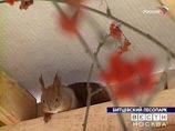 В частности, можно ожидать возвращения белок в московские парки В частности, можно ожидать возвращения белок в московские парки