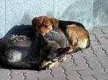 Дворовые жучки живут в московском мегаполисе уже на протяжении многих столетий Дворовые жучки живут в московском мегаполисе уже на протяжении многих столетий