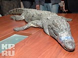 Крокодил   Годзилла, полгода бегавший от украинского МЧС, умер после  теплой ванны 