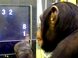 Память у обезьян лучше, чем у людей, выяснили японские ученые