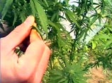 Лже-садовники в Греции выращивали коноплю на территории женского монастыря Лже-садовники в Греции выращивали коноплю на территории женского монастыря