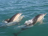 В мире животных: самцы дельфинов дарят самкам букеты водорослей