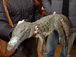 На Украине хотят поставить памятник покойному крокодилу Годзилле, который полгода бегал от МЧС