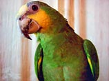 В Великобритании попугай издевается над хозяином, воспроизводя звуки его мобильника
