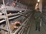 На птицефабрике в Ростовской области выявлен птичий грипп