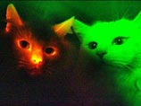 Корейские ученые  клонировали красную флуоресцентную кошку. Она светится
