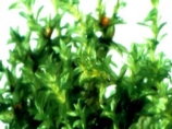 Объектом исследований стала разновидность мха-фискомитреллы (physcomitrella patens). Считается, что по своей структуре он наиболее близок к первым завоевателям суши Объектом исследований стала разновидность мха-фискомитреллы (physcomitrella patens). Считается, что по своей структуре он наиболее близок к первым завоевателям суши