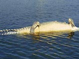 Причиной смерти 26 редких крокодилов, обнаруженных за последние три дня в Северной Индии, стал цирроз печени.