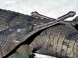 В Индии 26 крокодилов умерли от цирроза печени