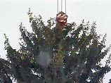 Главная елка страны, которую установят на Соборной площади Кремля, в воскресенье торжественно срублена в Подмосковье