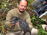 В джунглях Индонезии обнаружены два новых млекопитающих: карликовый опоссум и гигантская крыса