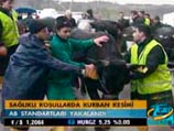 В день здесь можно забивать до полутора тысяч голов скота В день здесь можно забивать до полутора тысяч голов скота