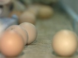 Накануне мусульманского праздника в Эмиратах куриные яйца продают по записи Накануне мусульманского праздника в Эмиратах куриные яйца продают по записи