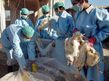 Первые случаи заражения человека птичьим гриппом выявлены еще в двух странах - Мьянме и Пакистане