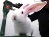 Китайские ученые: клонированная самка кролика родит зеленых крольчат