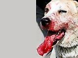 В Свердловской области милиция поймала очередного живодера, которого местные жители прозвали "звериным Чикатило". Эксперты не на шутку обеспокоены ростом случаев издевательств и убийств животных В Свердловской области милиция поймала очередного живодера, которого местные жители прозвали "звериным Чикатило". Эксперты не на шутку обеспокоены ростом случаев издевательств и убийств животных